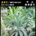 龙舌兰