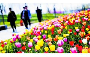 北京国际鲜花港郁金香节开幕 郁金香丛进花期