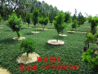 佛山市聚富花木场—专业玉龙草