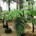 桫椤（笔筒树）