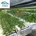 蔬菜种植必备手册，建设蔬菜大棚，选择芳诚温室