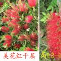 美花红千层