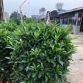 非洲茉莉