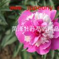 芍药