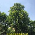 仁面子