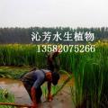 黄菖蒲