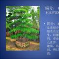 罗汉松