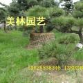 黑松