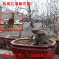  诸城迎春梅,诸城梅花,1-3年幼苗