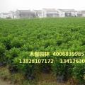 非洲茉莉