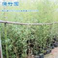 文登竹