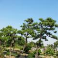 黑松