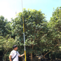 四季桂