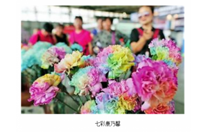 七彩康乃馨亮相昆明国际花卉展