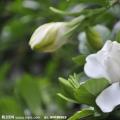 小叶栀子花