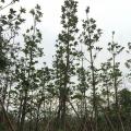 尖叶杜英