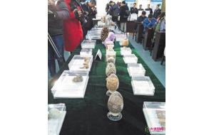 长沙今年已截获违法邮寄进境种子18.3万粒、苗木1495株 长沙今年已截获违法邮寄进境种子18.3万粒、苗木1495株