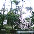 榕树(盆景),细叶榕,小叶榕