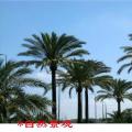 壮杆蜜枣（自然景观）