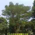 凤凰木