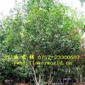 佛顶珠（桂花、小叶佛顶珠）