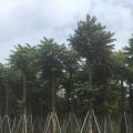 麻楝（普宁市南景园艺花木场）