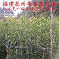 尖叶桂、福建尖叶桂花、永春尖叶四季桂花