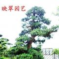 日本罗汉松