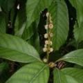 苦槠