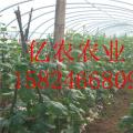 蔬菜大棚骨架、新型蔬菜大棚骨架、无公害蔬菜大棚骨架、黄瓜大棚骨架