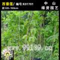 西番莲