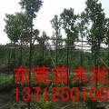 东莞园林—批发树菠萝假植苗