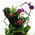 花盆