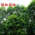 多宝树