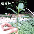 榕树