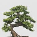 金钻罗汉松