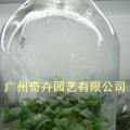 橡胶榕