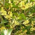 桂花