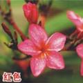 鸡蛋花