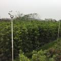 台湾罗汉松