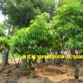 绿化芒果树