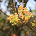 红桂花