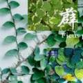 薜荔