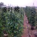垂叶榕