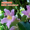 黄心紫花