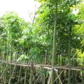 澳洲火焰木