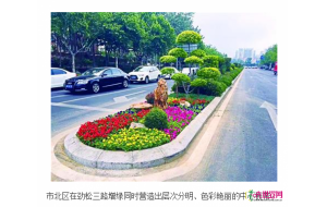 青岛：黄土穿“绿衣”种花补苗造景观