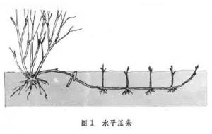 干货 | 花木从业者应该知道的80条基本知识点，快收藏！