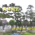黑松
