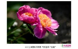 2017上海国际月季展 芍药登场“抢镜”